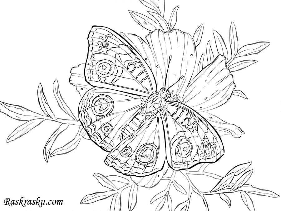 Oregon Swallowtail Butterfly Page Coloring Pages