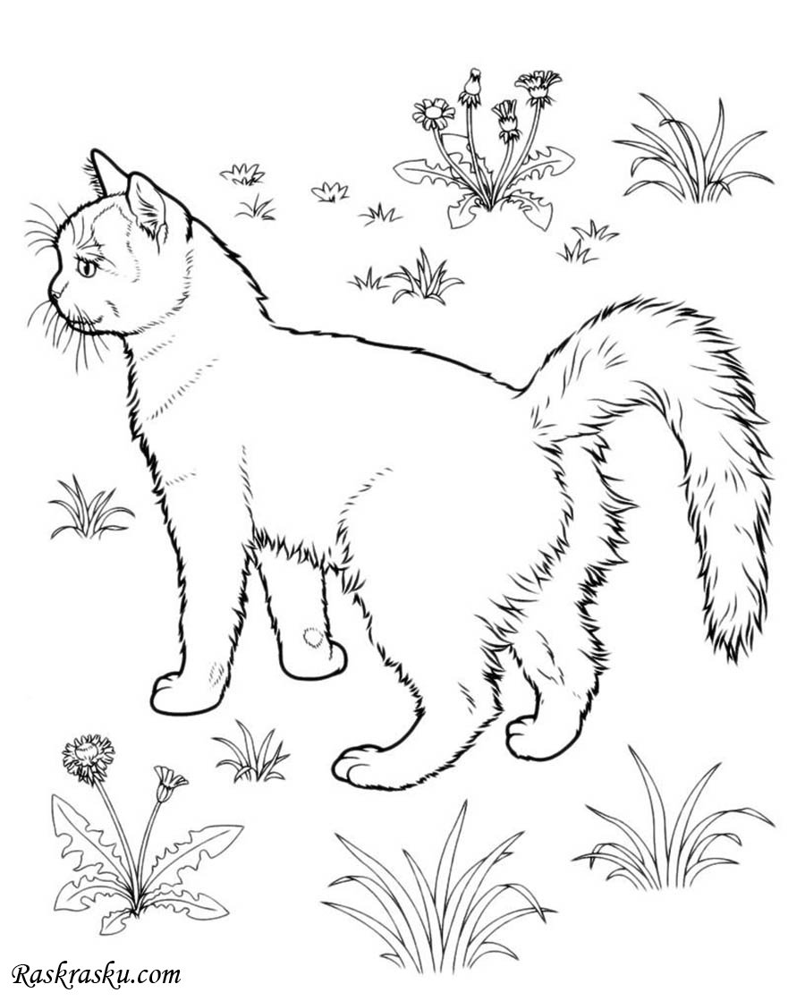 Кошка рисунок для детей раскраска