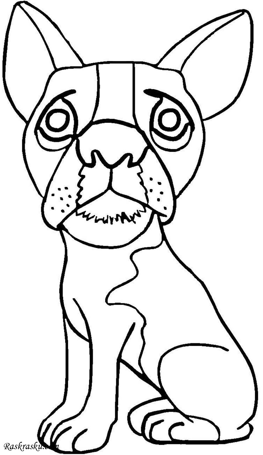 Раскраска собачка Мопс