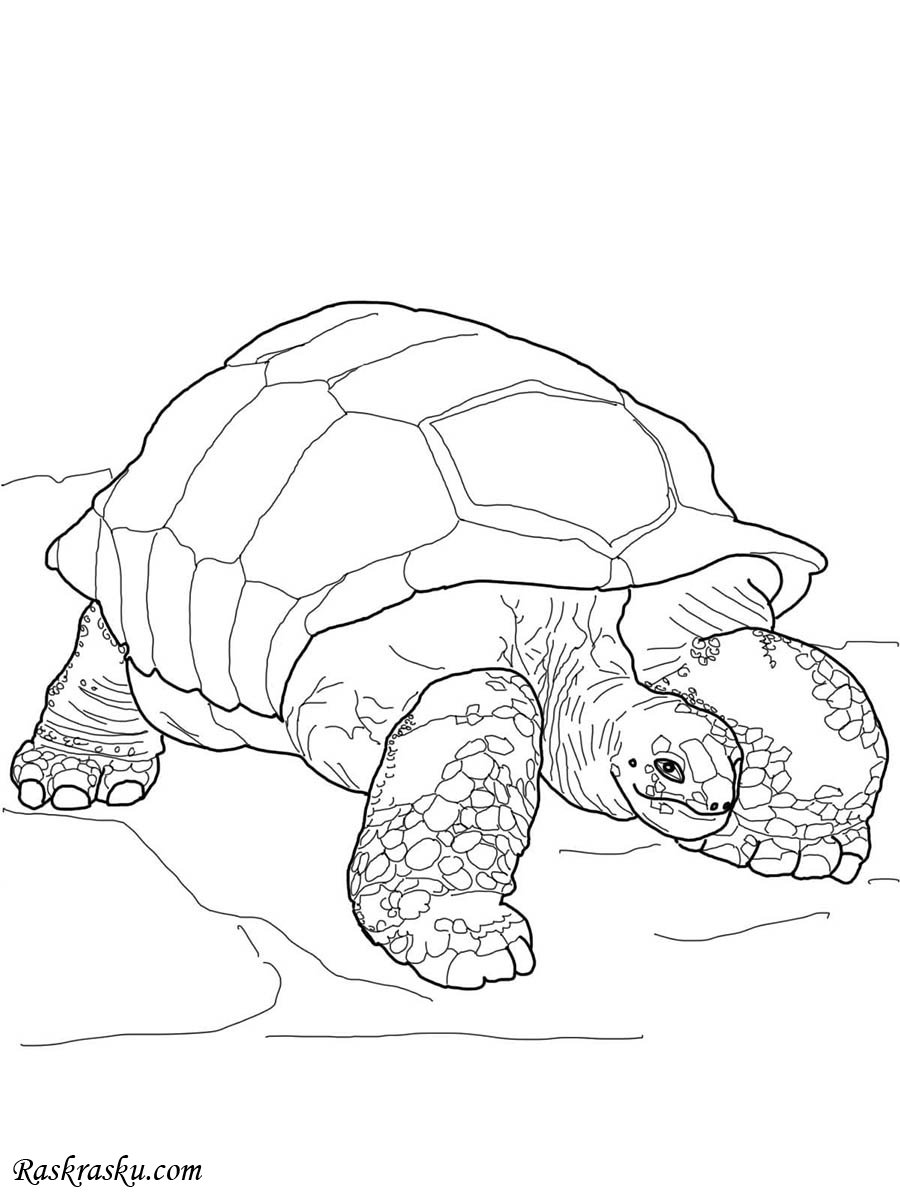 Гигантская черепаха раскраска