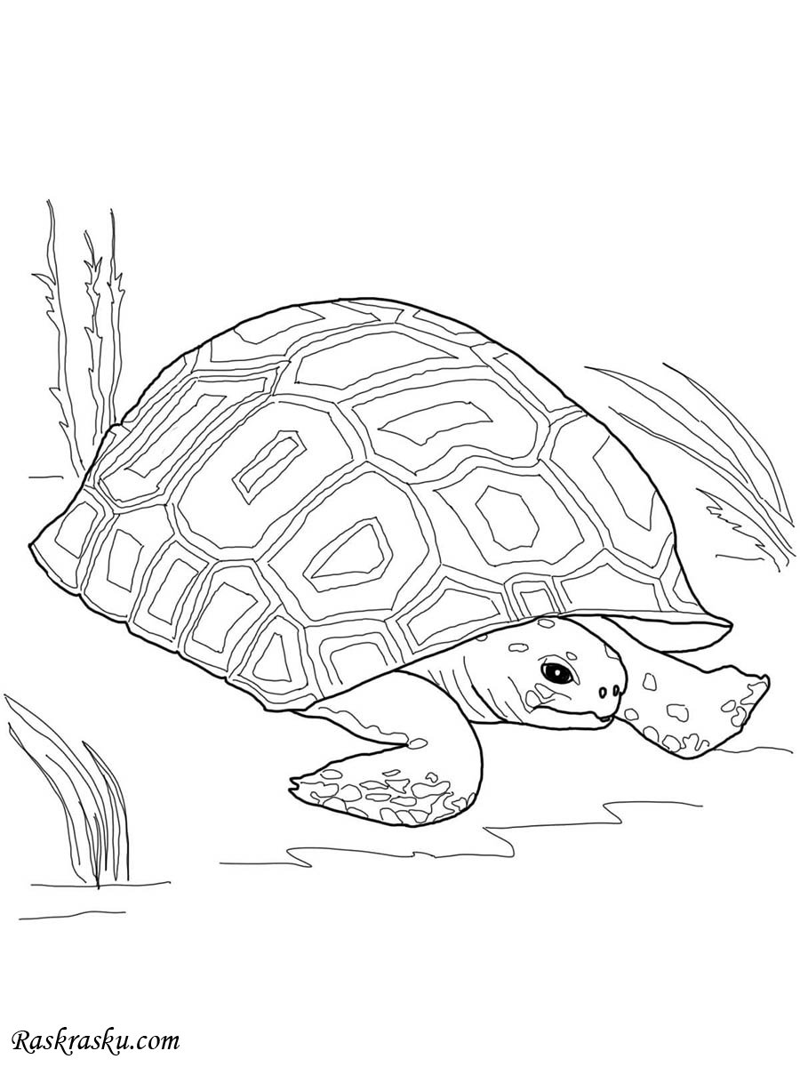 Черепаха сухопутная раскраска