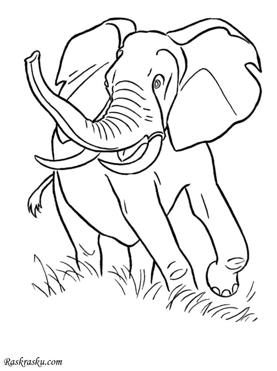 Слоненок с поднятым хоботом вид сбоку контур