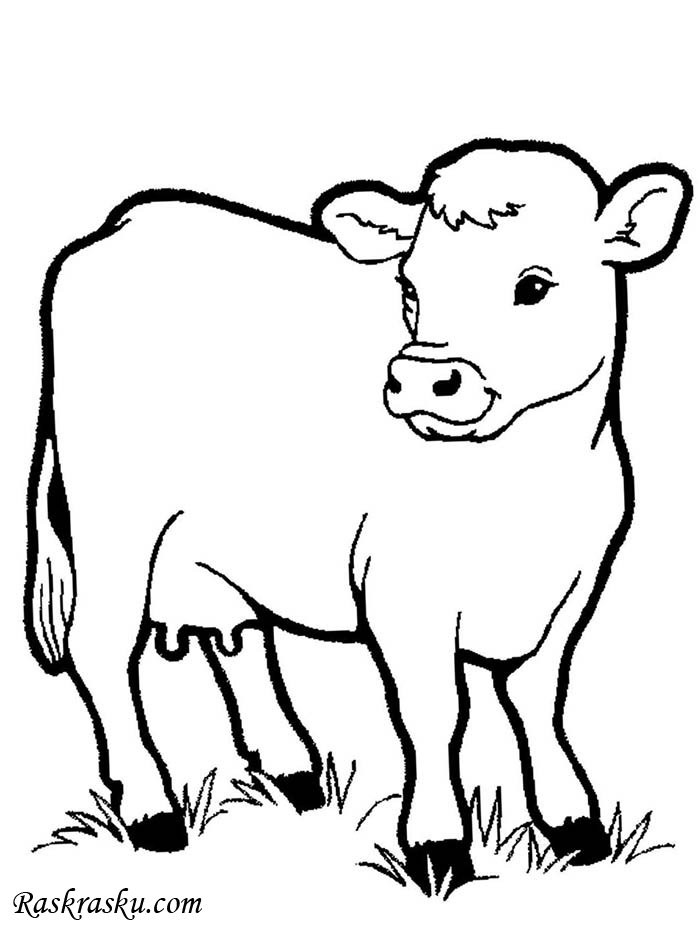 Коровы для детей 3 лет. Домашние животные раскраска для детей. Раскраска корова. Раскраски домашних животных для детей. Теленок раскраска для детей.